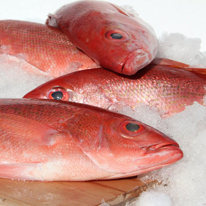 Fishance red snapper